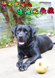 神犬黑妹之驚魂大救援