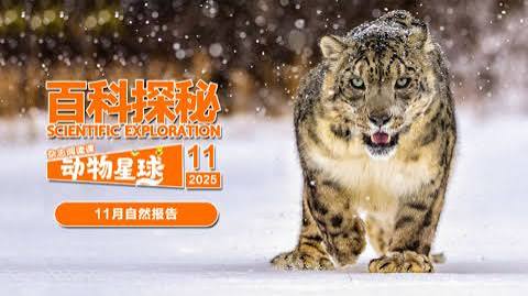 百科探秘動物星球：高山上的白色精靈雪豹